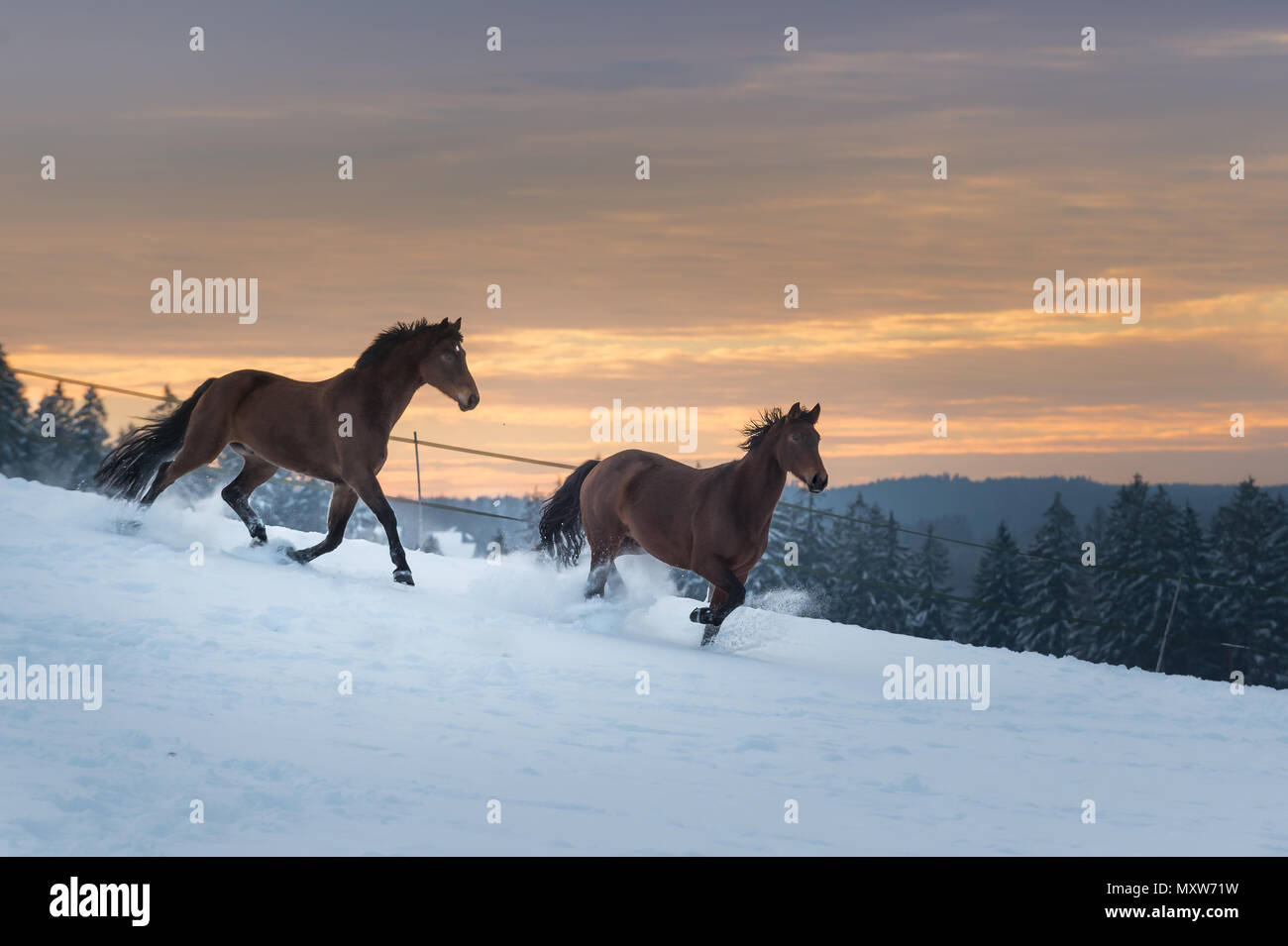 Zwei Rennpferde racing durch den Schnee. Tag der Winter geht zu Ende und der Himmel zeigt ein helles Sonnenuntergang. Die Pferde sind Vitalität Stockfoto