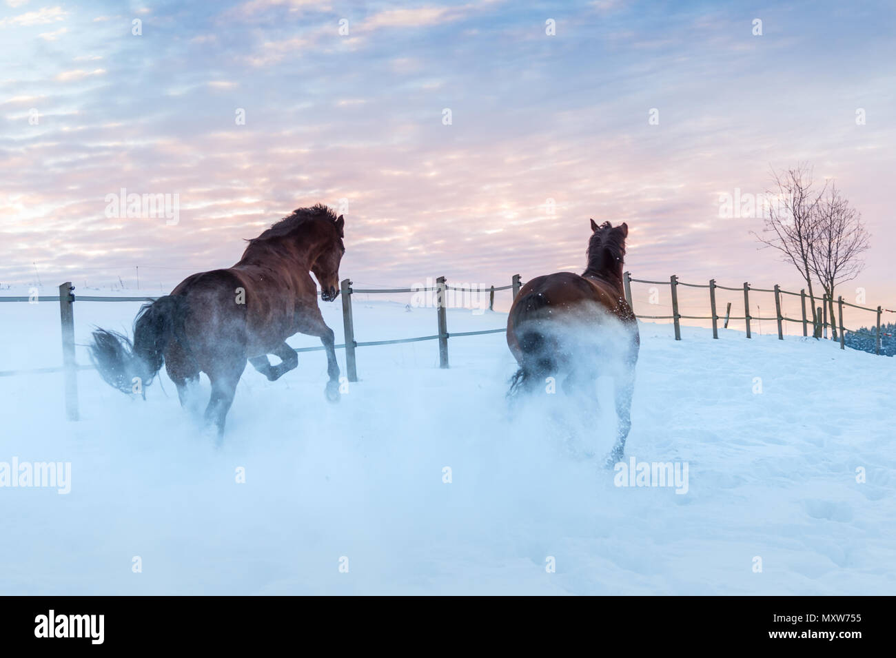 Zwei Rennpferde racing durch den Schnee. Tag der Winter geht zu Ende und der Himmel zeigt ein helles Sonnenuntergang. Die Pferde sind Vitalität Stockfoto