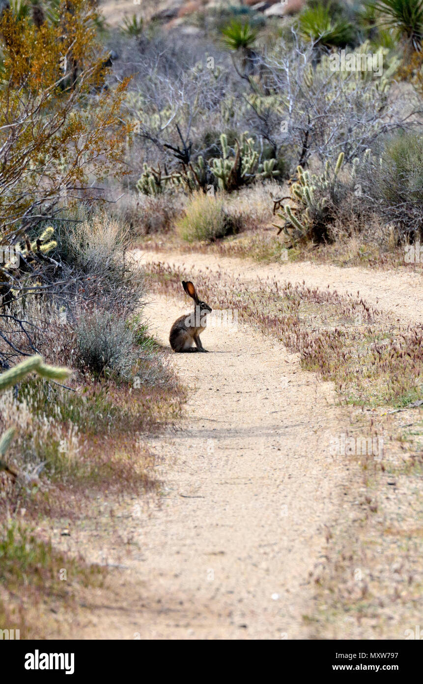 Jack Rabbit, coole Canyon, Anza-Borrego Desert State Park, CA, USA 120328 70747 Stockfoto