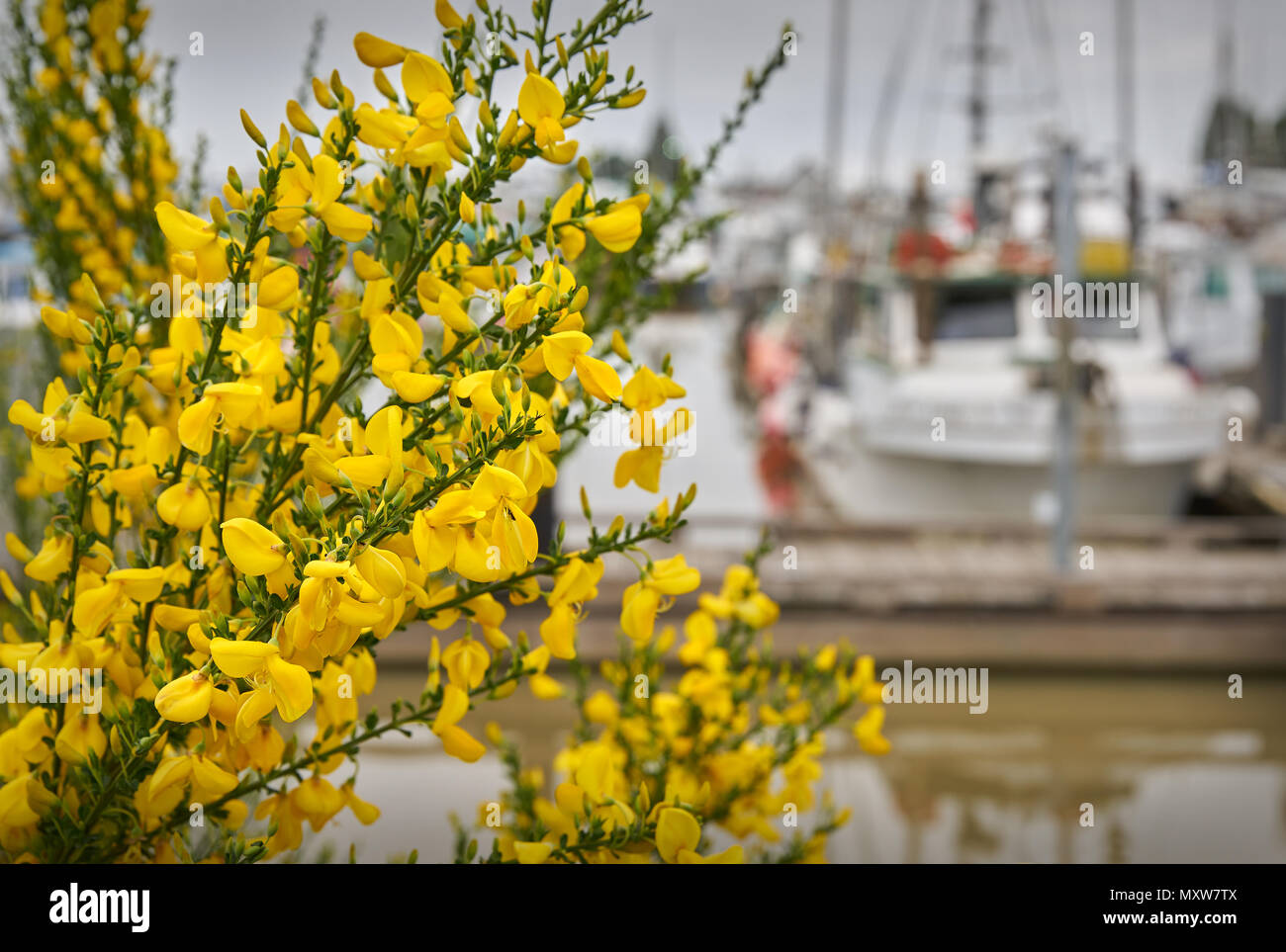 Scotch Broom, Steveston Marina Wilde, gelb Scotch Broom wächst um eine Marina in Richmond, British Columbia. Stockfoto
