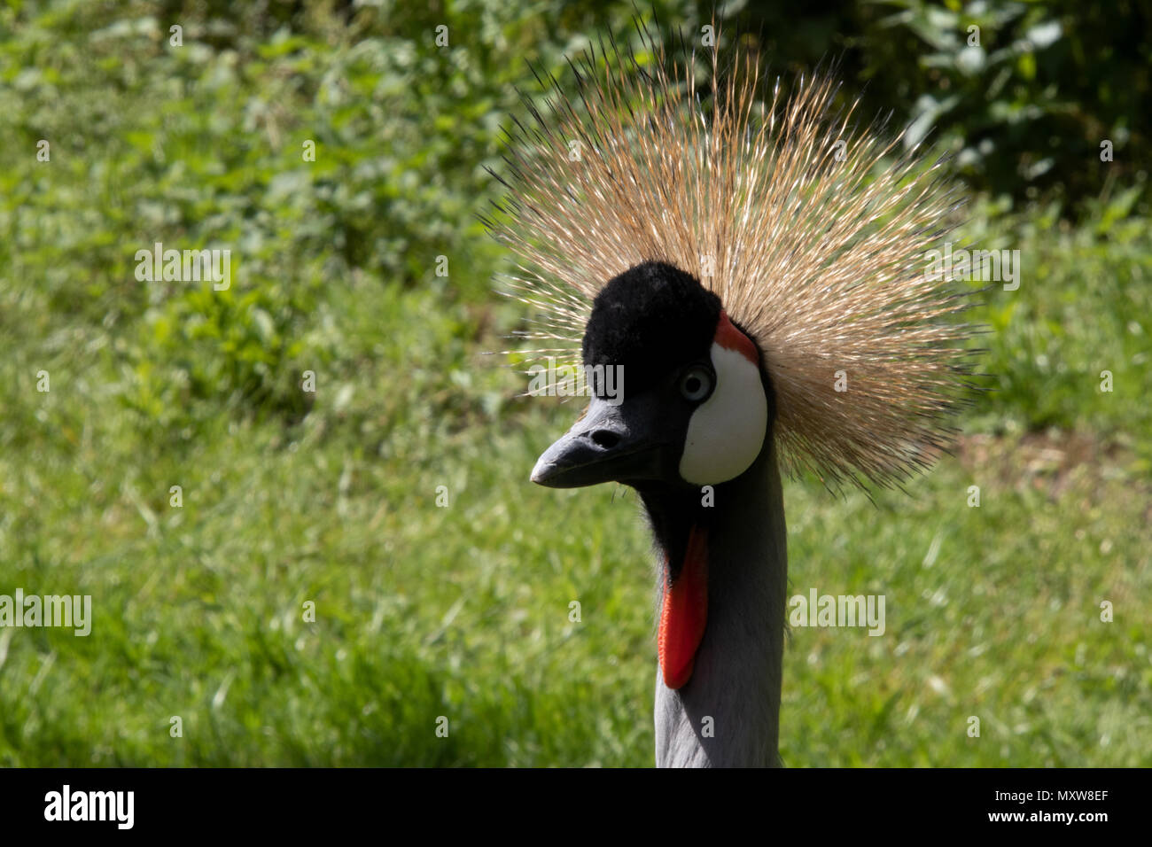 Die grauen gekrönt Kran (Balearica regulorum) ist eine Vogelart aus der Familie der Kraniche Kran. Nationalvogel von Uganda Stockfoto