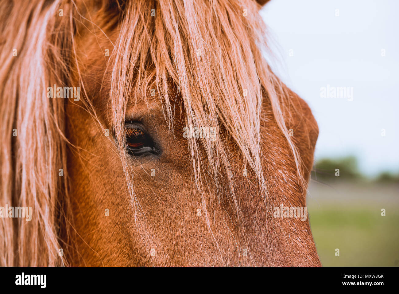 Seltene Rasse Suffolk Punch. Pferde in Suffolk, England Stockfoto