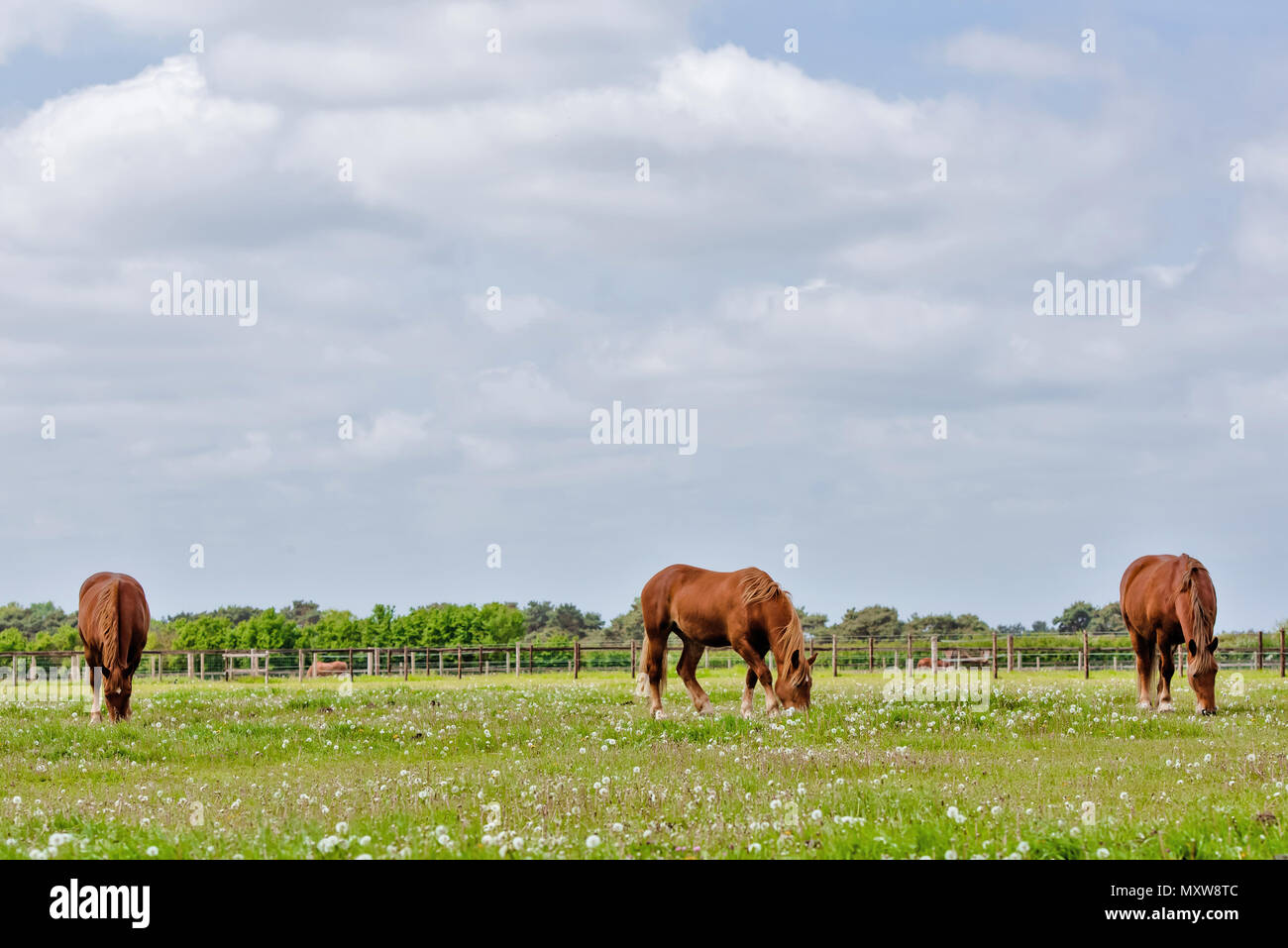 Seltene Rasse Suffolk Punch. Pferde in Suffolk, England Stockfoto