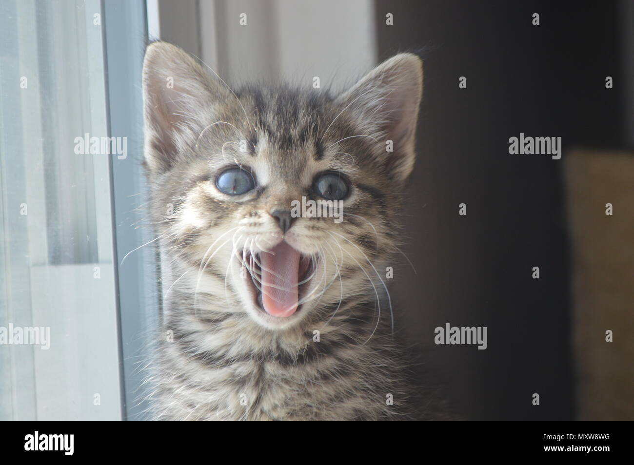 Tabby Kitten mit blauen Augen, 6 Wochen alt Stockfoto