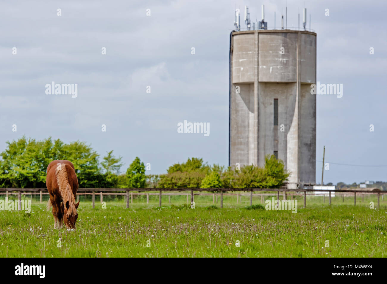 Seltene Rasse Suffolk Punch. Pferde in Suffolk, England Stockfoto