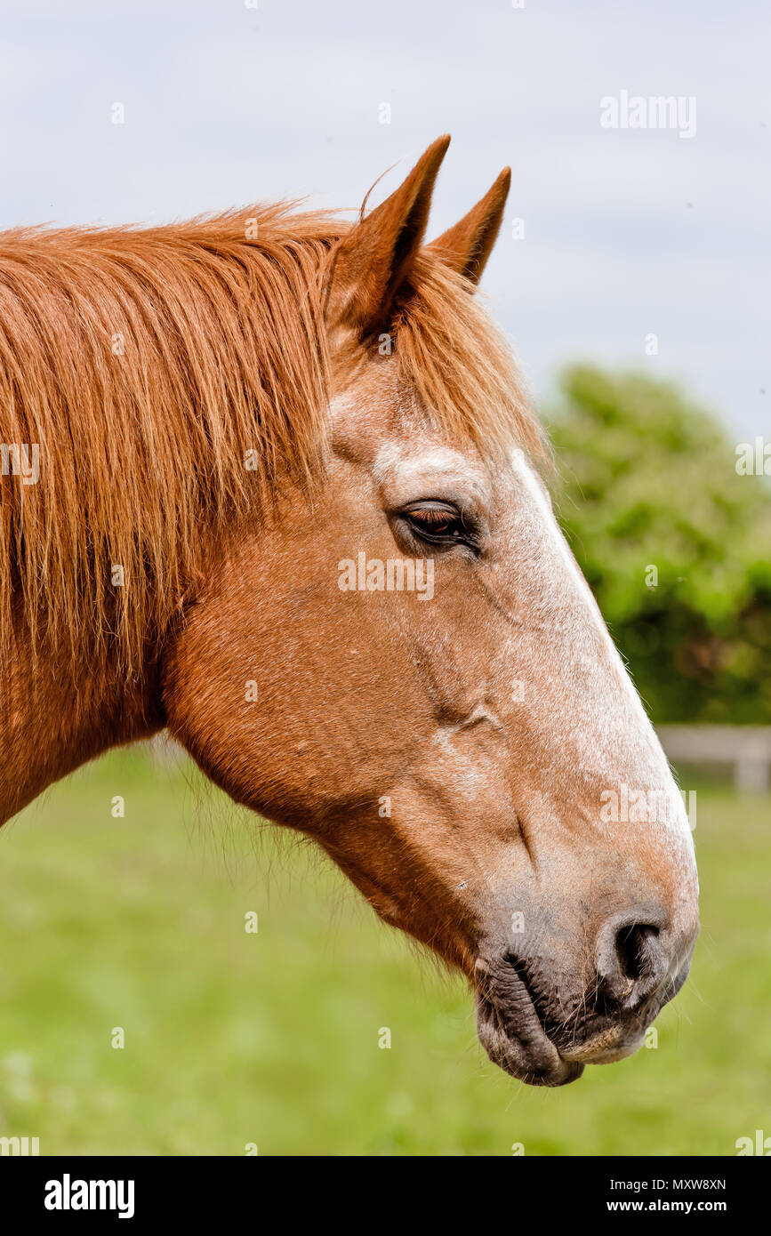 Seltene Rasse Suffolk Punch. Pferde in Suffolk, England Stockfoto