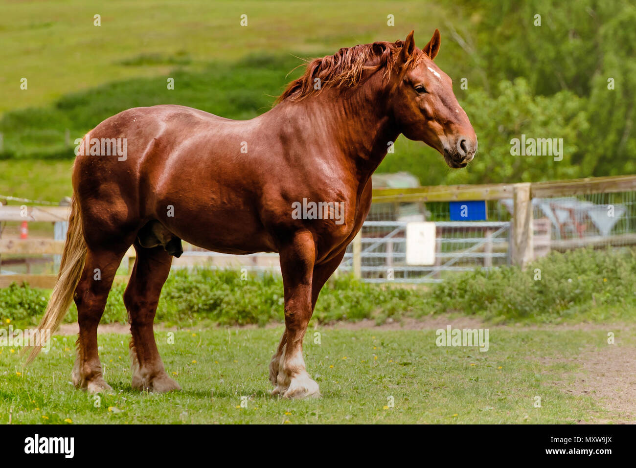 Seltene Rasse Suffolk Punch. Pferde in Suffolk, England Stockfoto