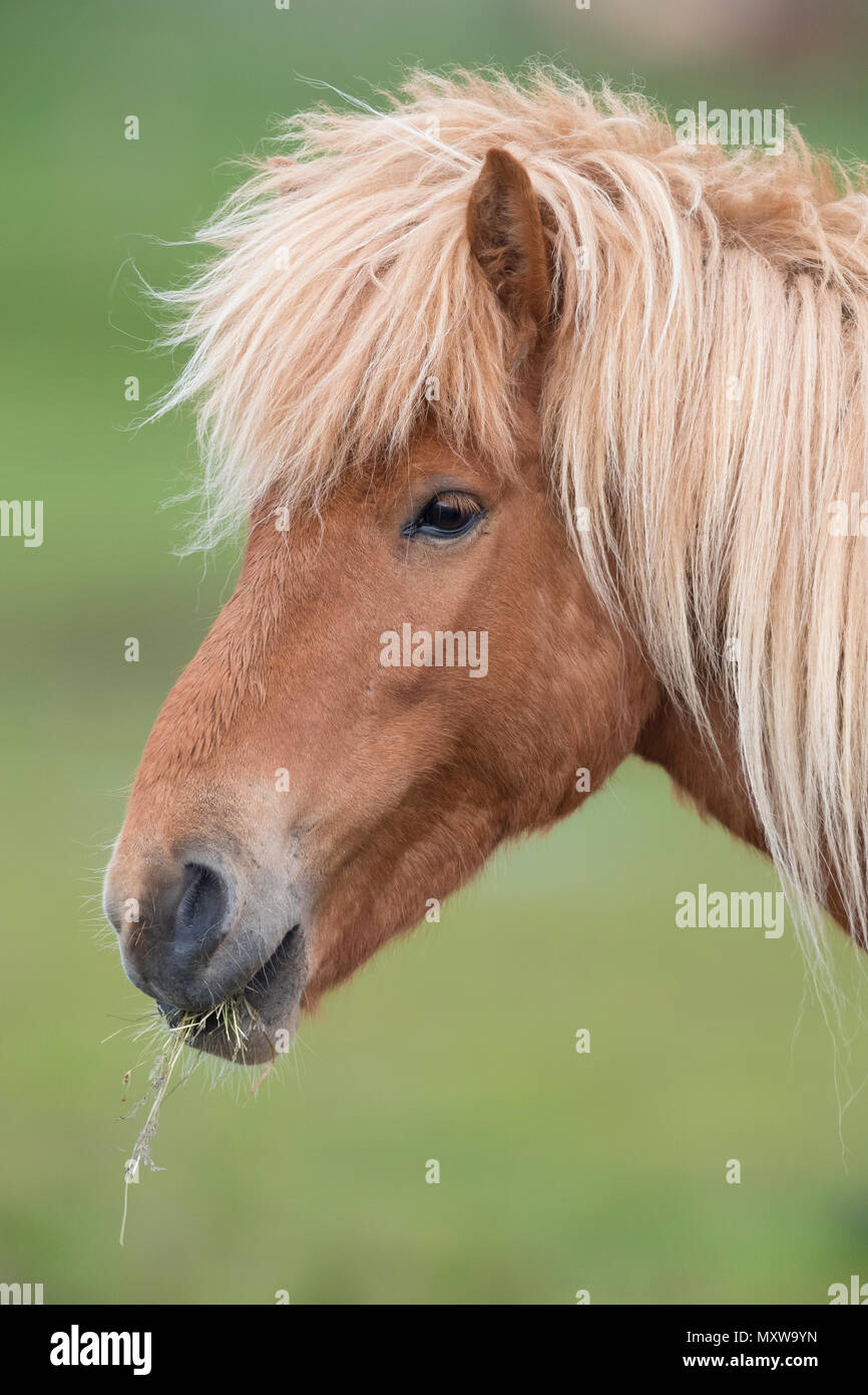 Isländische Pferd (Equus caballus), close-up Stockfoto