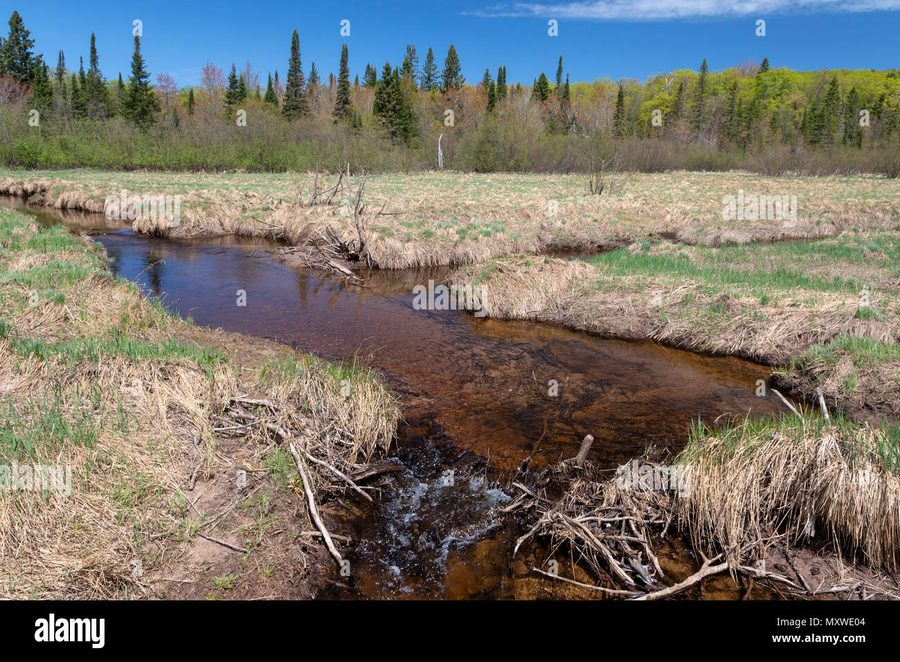 Ontonagon, Michigan - Der kleine Karpfen Fluss in Porcupine Mountains Wilderness State Park. Wasser im Park Streams ist oft Braun durch Gerbstoffe ausgelaugt Stockfoto