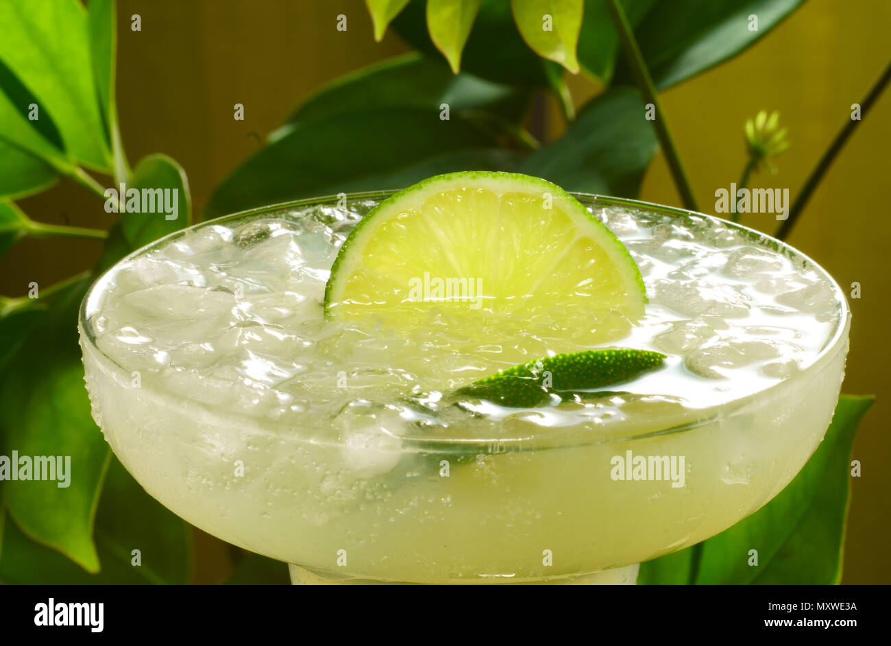 Blick von oben auf einen leckeren Margarita Cocktail mit Eis, Salz und ein Frieden von Kalk. Grüne Pflanzen Hintergrund. Perfekt für einen schönen warmen Sommer. Stockfoto