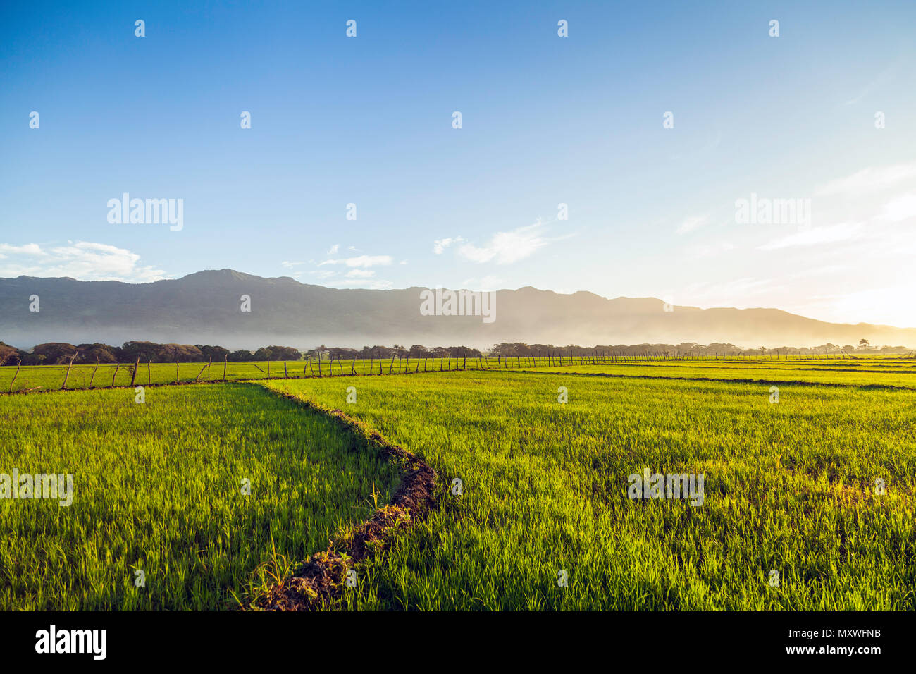 Reis Plantage auf der Kante des Berges Stockfoto