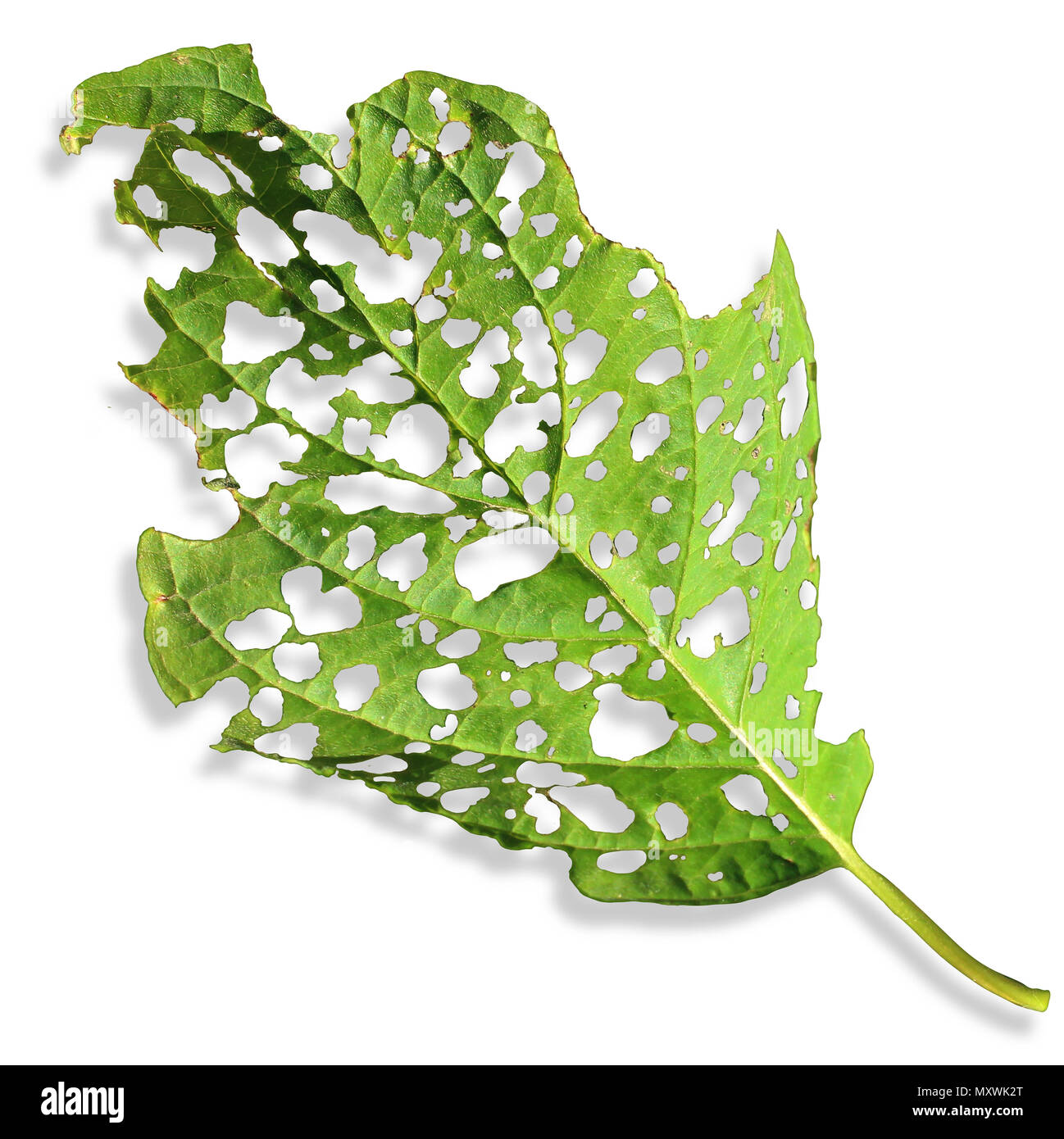 Landwirtschaftliche Schädling-schaden Blatt als eine kranke Pflanze auf weißem Hintergrund mit beschädigte Oberfläche durch ein Insekt oder Krankheit, die als Pestizide oder Herbizide gegessen. Stockfoto