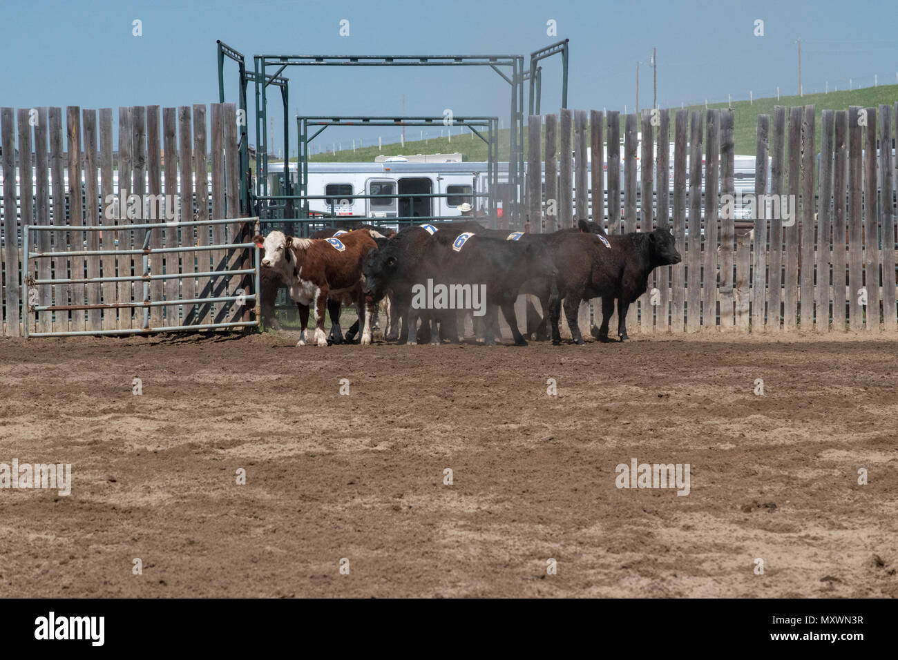 Herde von Rindern in den Corral vor Beginn der Team Penning Wettbewerb. Central Alberta Team Penning Association, Robson Arena, Carstairs Stockfoto