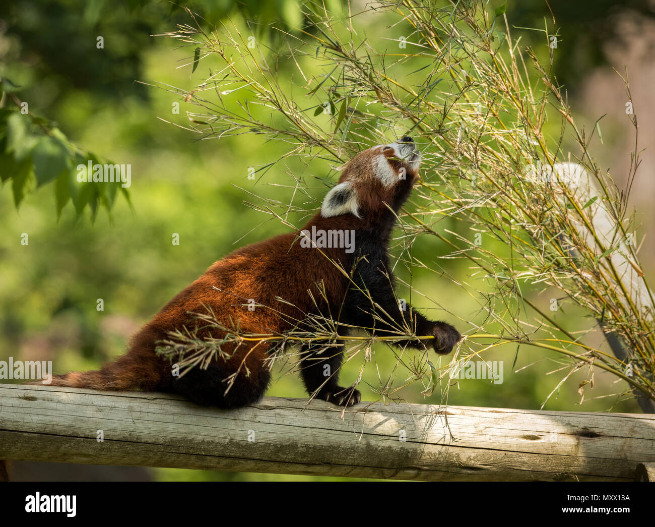 Niedliche Tier, eine rote Pandabär Bambus essen. Tier sitzt auf einem anmelden, ein Bambus Zweig während Stretching in Richtung grüne Blätter. Grünen Wald im Hintergrund. Stockfoto