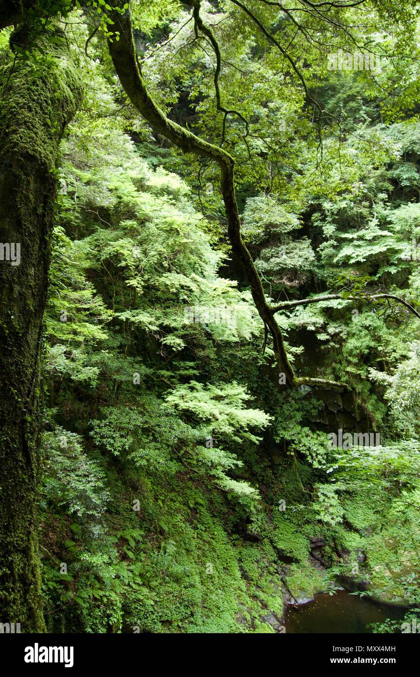 Akame 48 Wasserfälle: geheimnisvolle Landschaft mit riesigen Bäumen und riesigen Moos bewachsen Felsformationen, unberührte Natur, grüne Vegetation, Wasserfällen Stockfoto