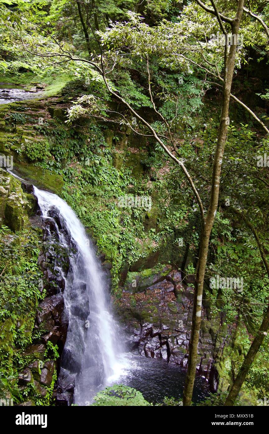 Akame 48 Wasserfälle: Geheimnisvolle Wanderwege, riesige Bäume & Moos bedeckt Felsen, unberührte Natur, eine üppige Vegetation und Wasserfällen in Japan Stockfoto