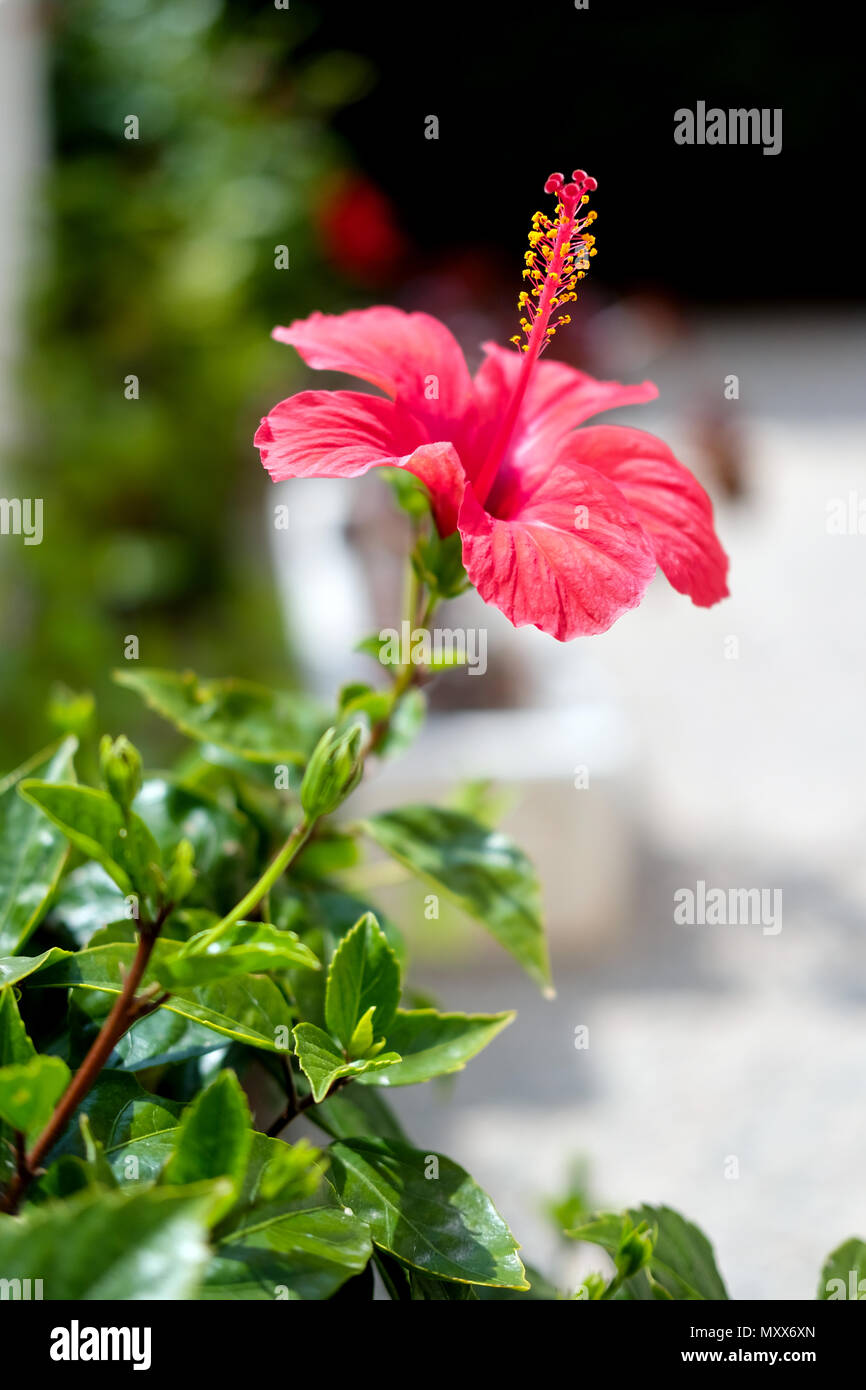 Nahaufnahme eines Hibiskus Blüte Blume im Freien Stockfoto