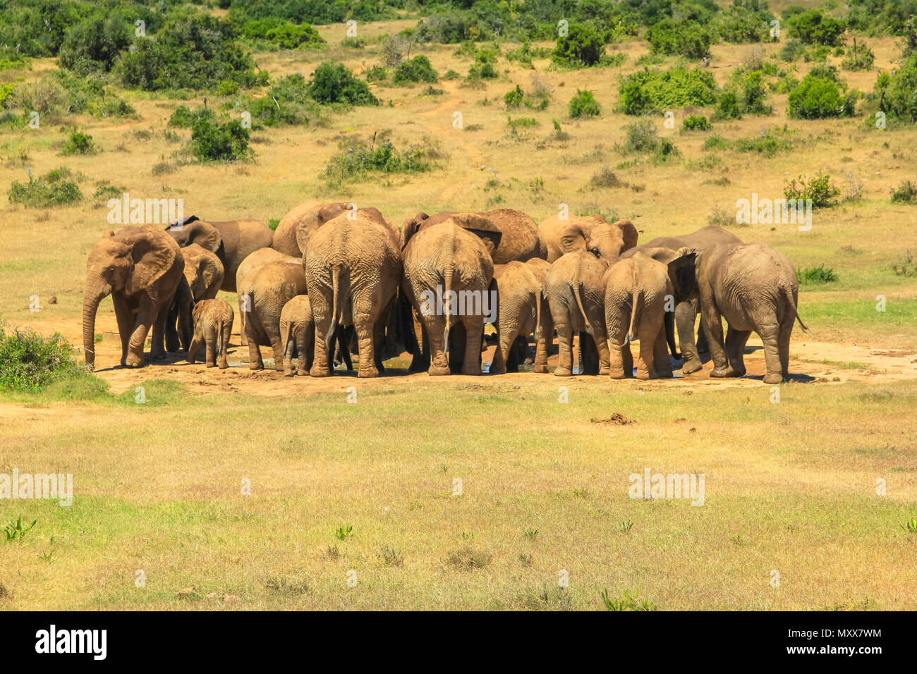 Hinter einer Gruppe von afrikanischen Elefanten um eine fast trockene Pool gesehen. Addo Elephant National Park, Eastern Cape, in der Nähe von Port Elizabeth in Südafrika. Sonnigen Tag. Stockfoto