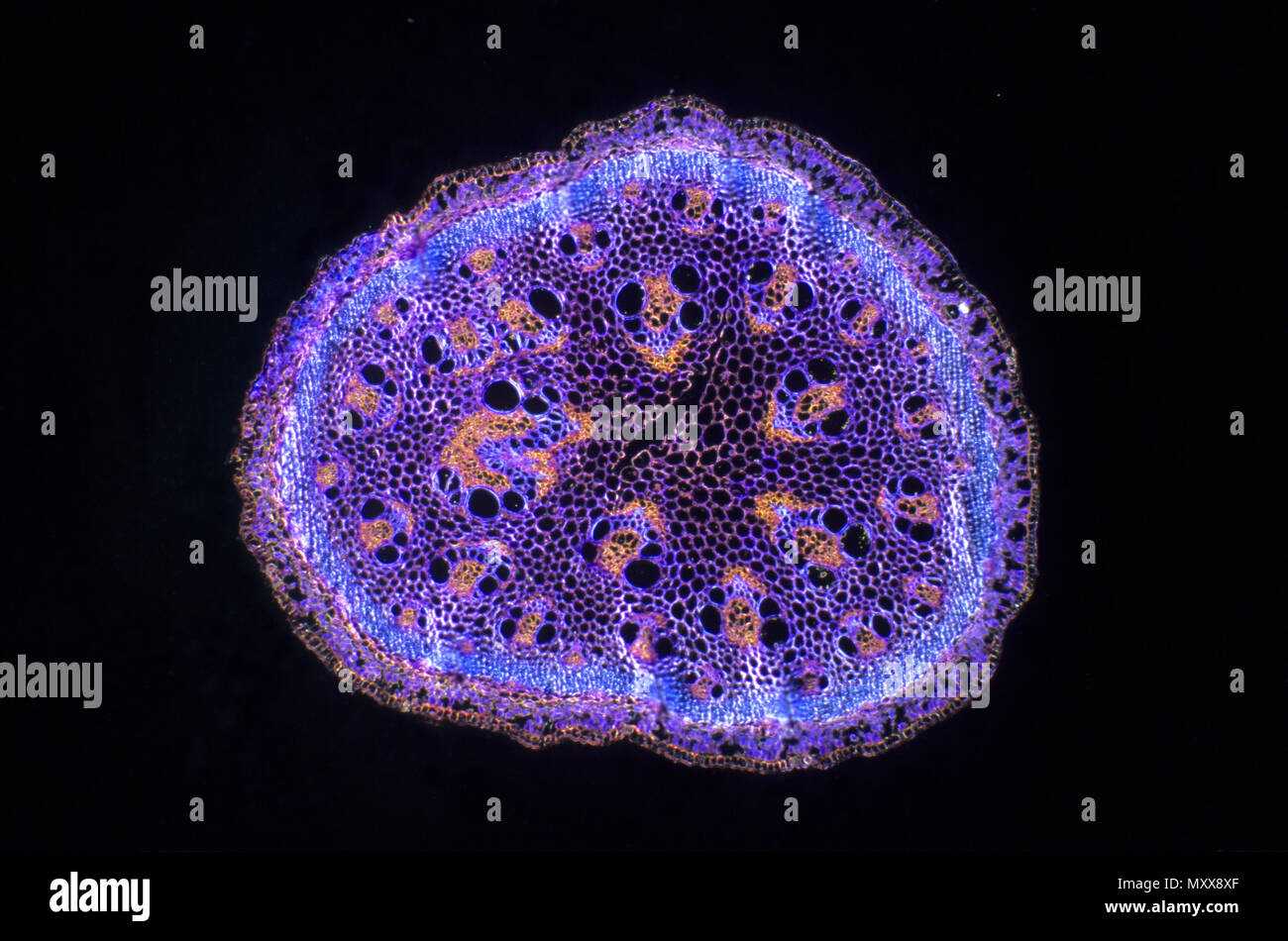 Stoma. Spargel stammen. 16 x Stockfoto