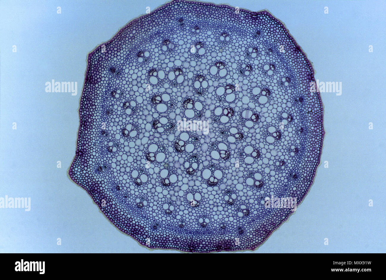 Monocotyledon stammen. Sarsaparrilla Stockfoto