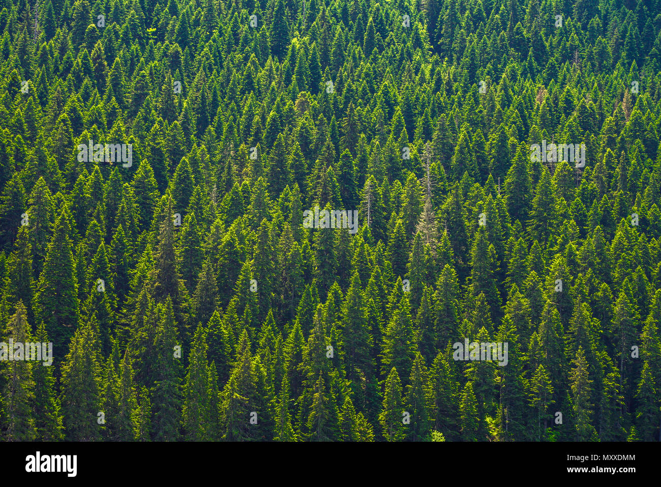 Große grüne Nadelbäume im Wald von einem Nationalpark. Stockfoto