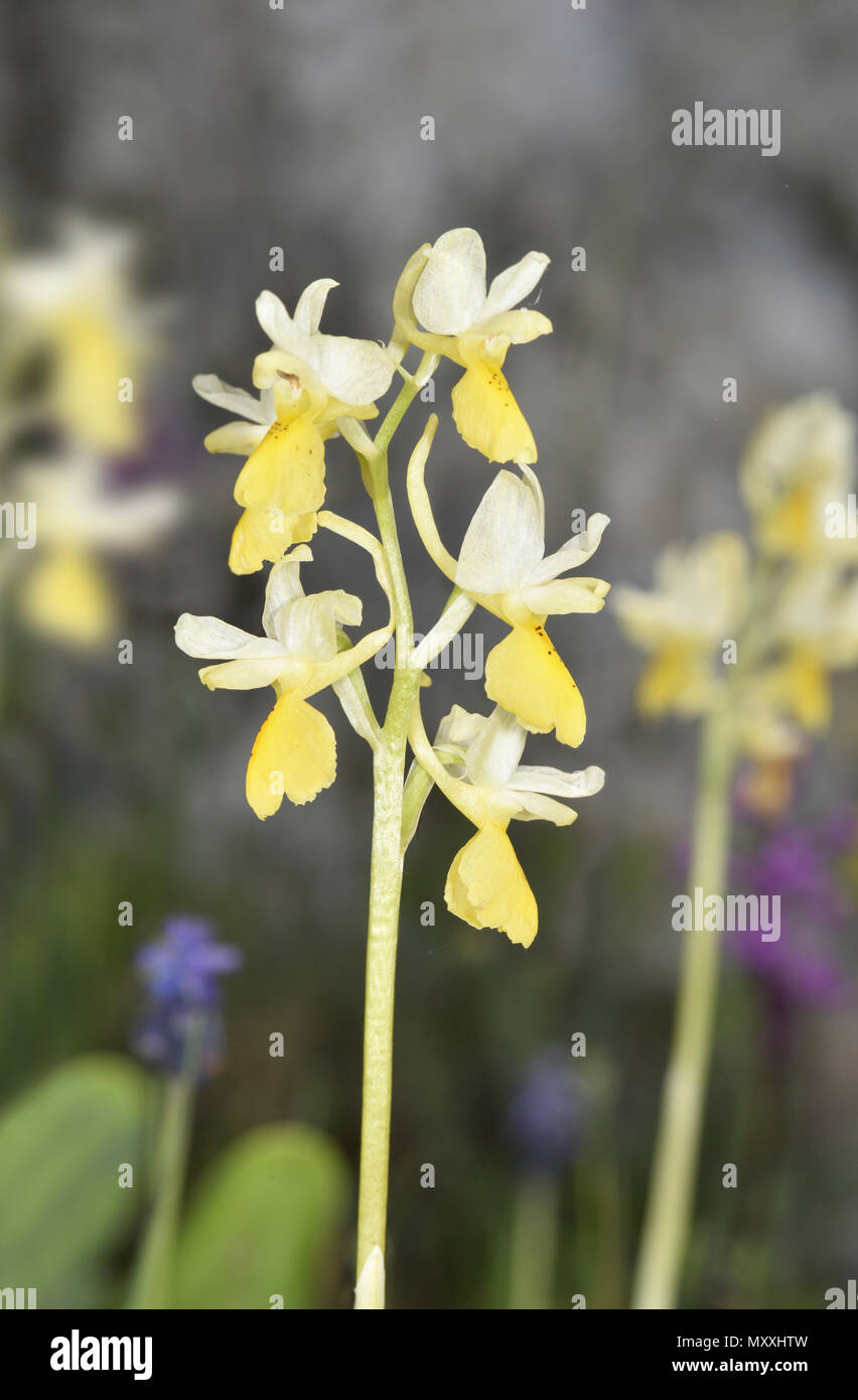 Sparse-blühenden Orchidee - Orchis pauciflora Stockfoto