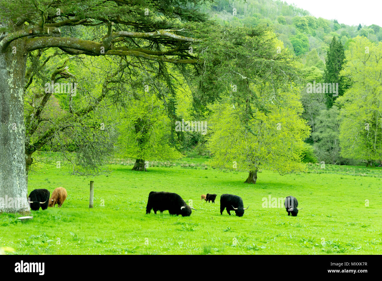 Bauernhof, schottischen Landschaft, Großbritannien Stockfoto