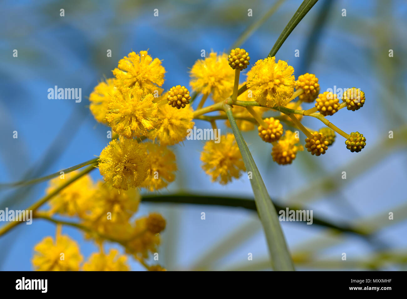 Stinkweed, Stockfoto