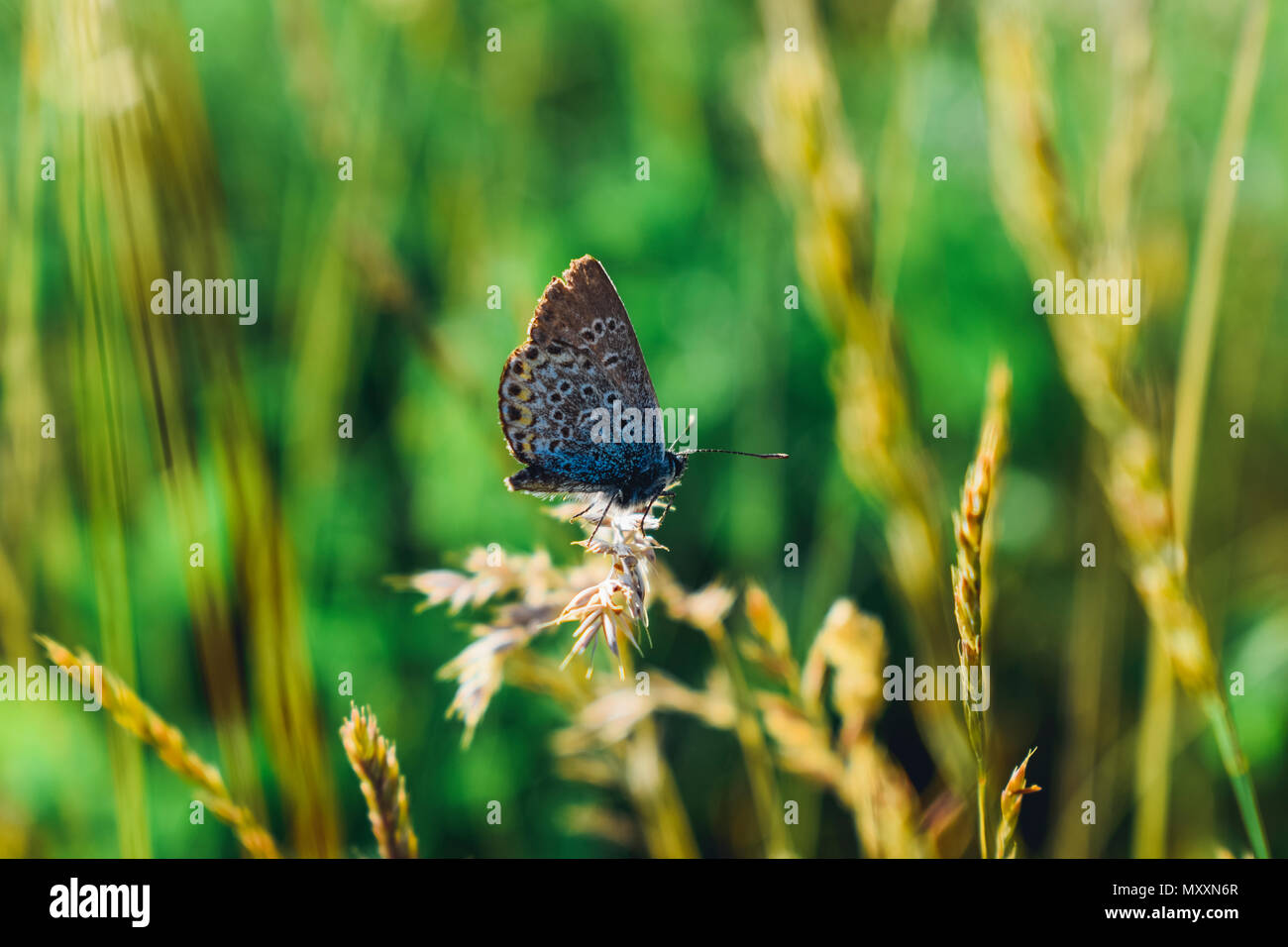 Schmetterling Stockfoto