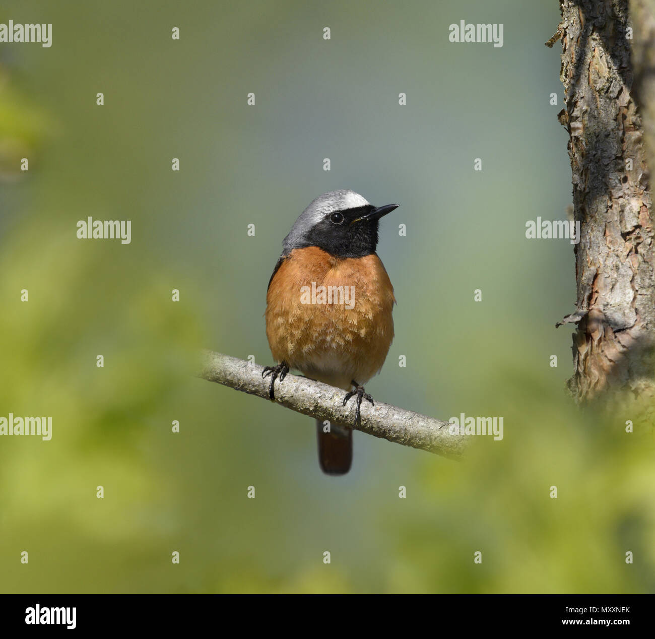 - Redstart Phoenicurus phoenicurus Stockfoto