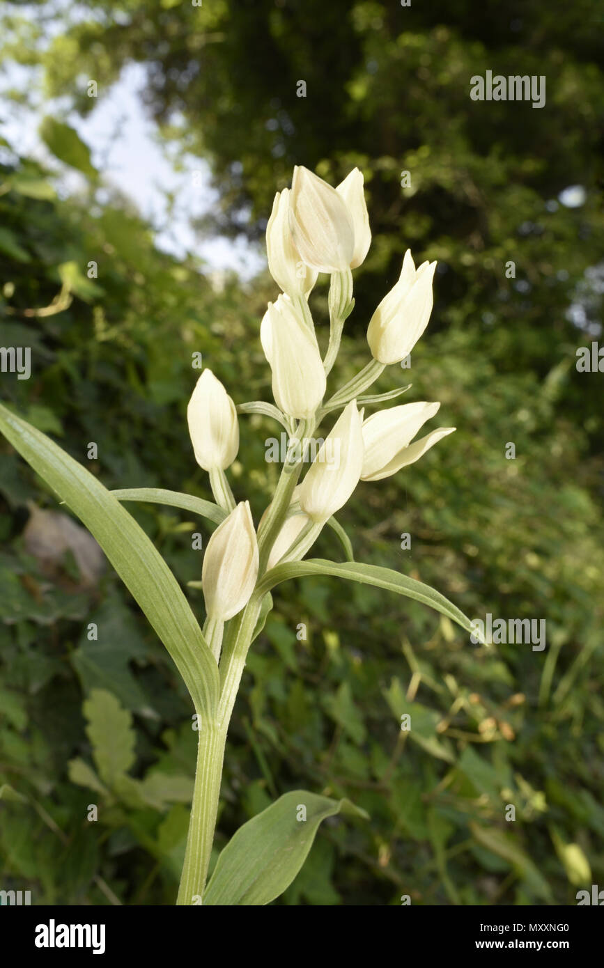 Weiße Helleborine - Cephalanthera damasonium Stockfoto