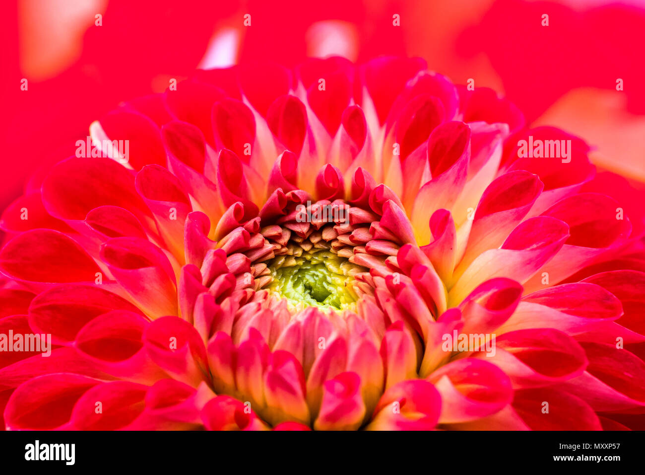 Rot, Rosa und gelbe Dahlie Blume mit gelben und grünen Zentrum nahe bis Makro Foto. Farbe Foto Betonung der Helle rötliche Farben und abstrakten Stockfoto