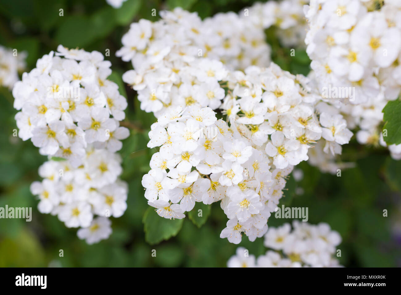 Spiraea x vanhouttei -Fotos und -Bildmaterial in hoher Auflösung – Alamy
