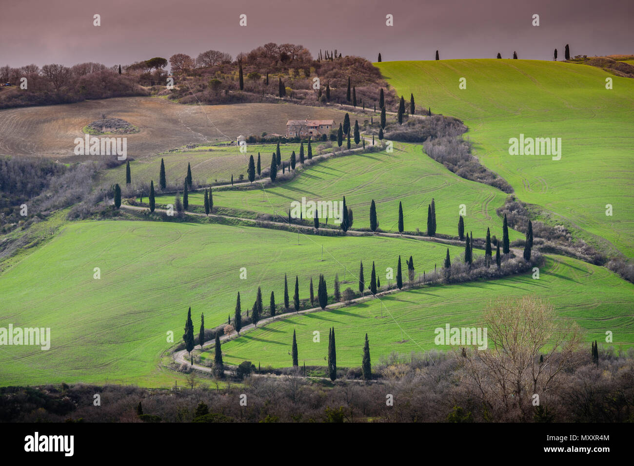 Toskana Landschaft, Zig Zag kurvenreiche Straße mit Zypressen auf einem sanften Hügel mit grünen Wiesen gesäumt, La Foce, Val d'Orcia, Toskana, Italien Stockfoto