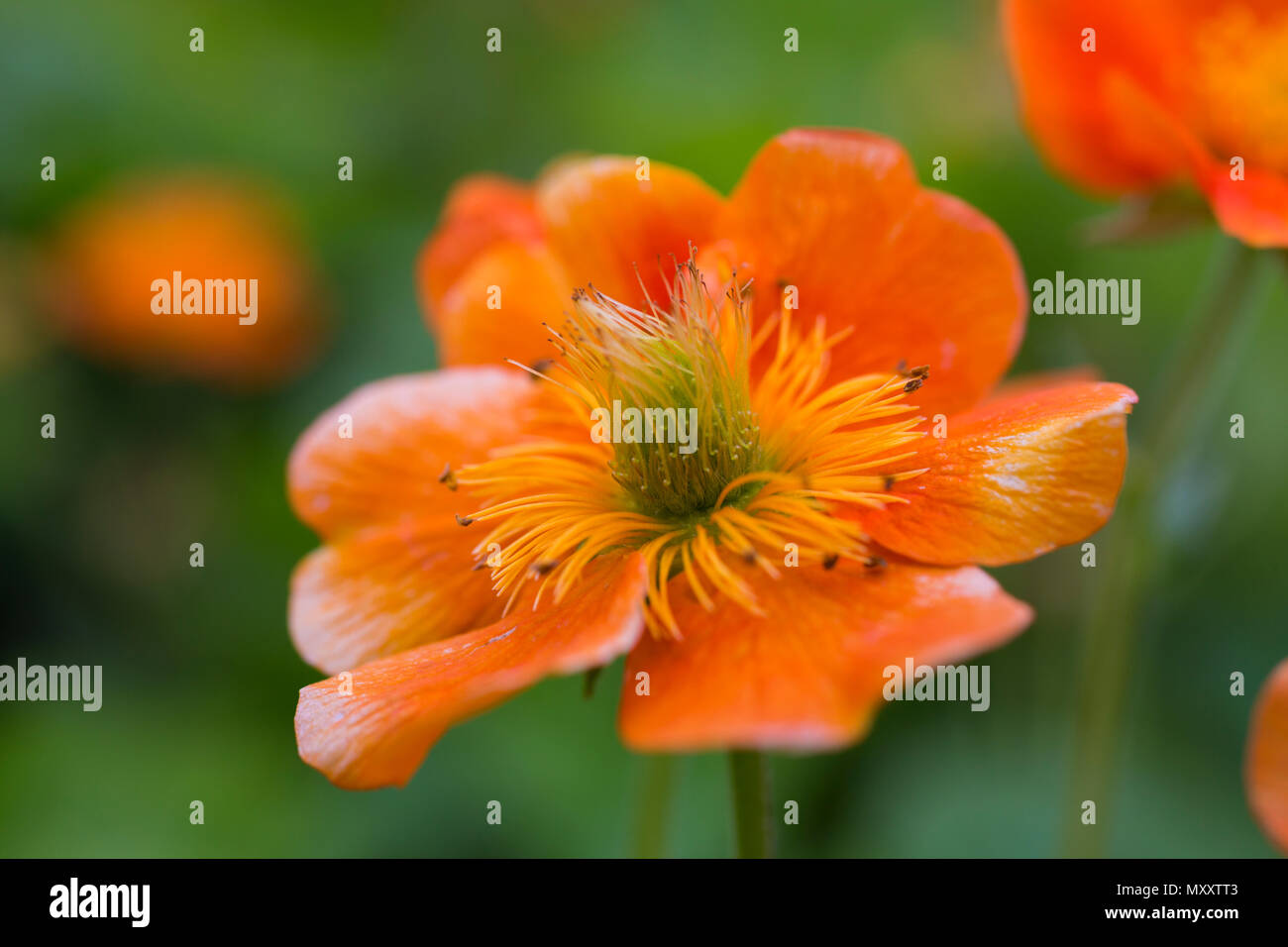 Geum coccineum 'Cooky' Stockfoto