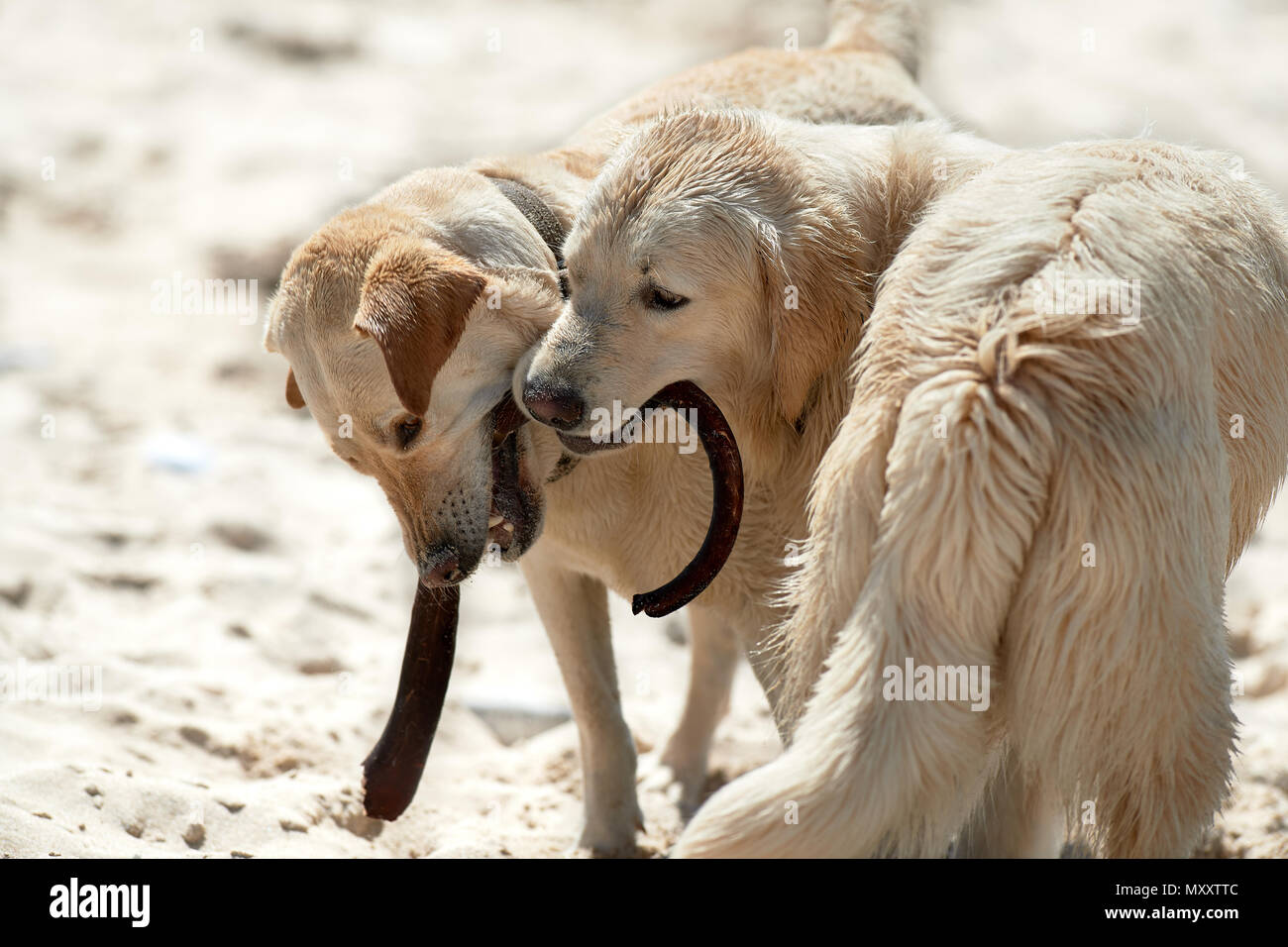 Labrador und Retriever spielen am Strand mit Kelp Stipe Stockfoto