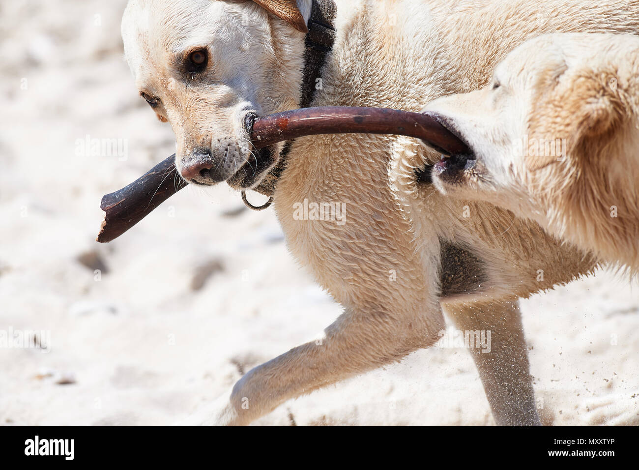 Labrador und Retriever spielen am Strand mit Kelp Stipe Stockfoto