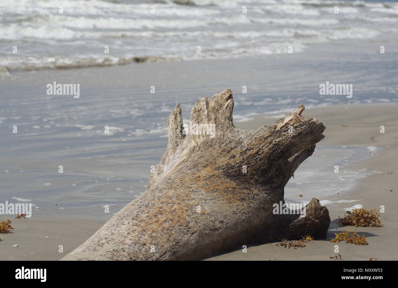 Driftwood Beach Stockfoto