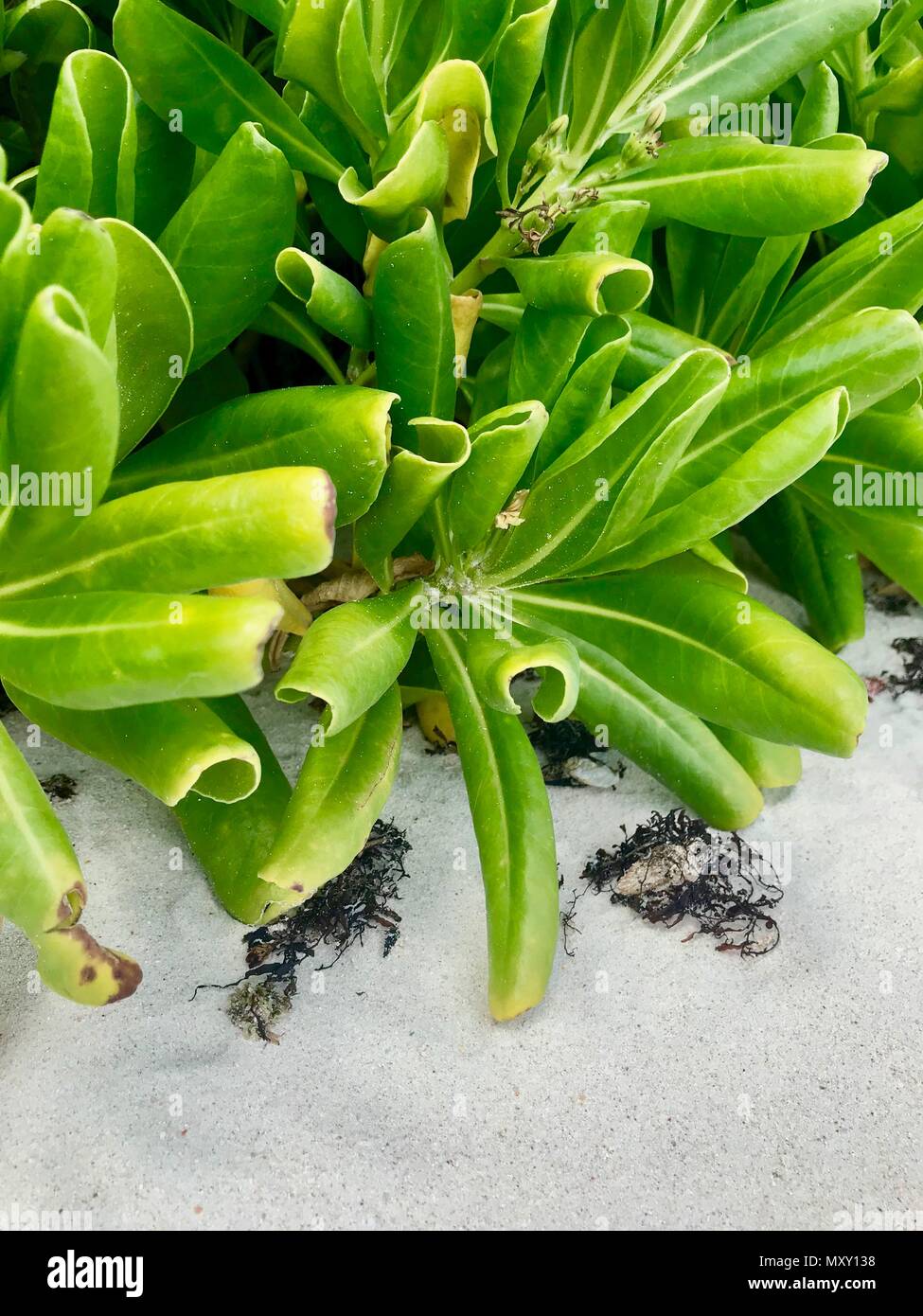Üppig grüne Crassulaceae (fetthenne Familie) Anlage am Strand von Barbados (Karibik Insel) Stockfoto