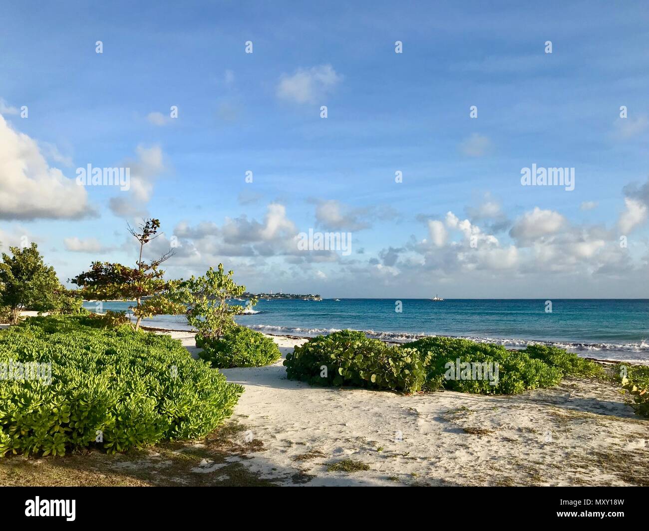 Die unberührte Natur am schönen idyllischen Strand Welches in Otley, Barbados (Karibik Insel) mit Sand, kleine grüne Pflanzen & ein klares Licht blauer Himmel Stockfoto