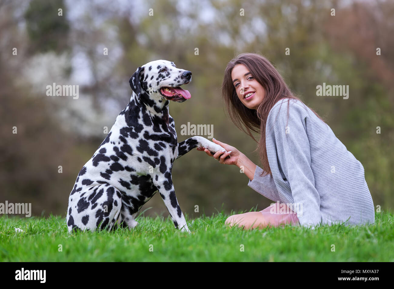 Bild von einem Dalmatiner Hund, gibt eine junge Frau die Pfote Stockfoto