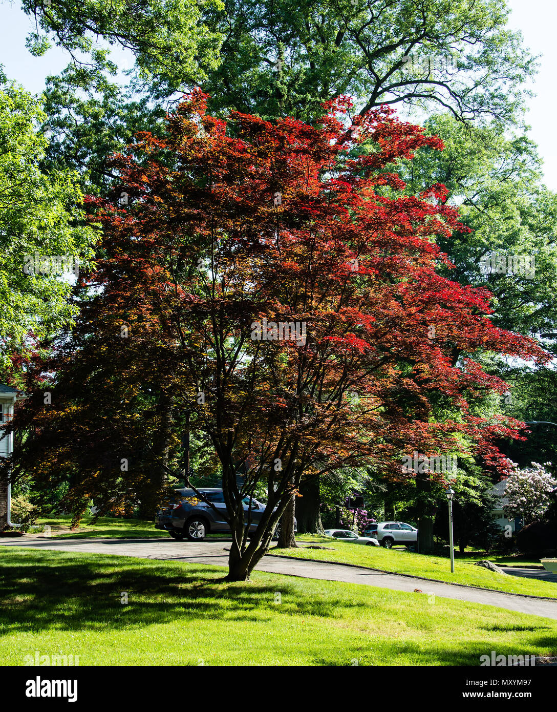 Japanische Myrte zeigt Fiery Color in der Morgensonne in White Plains, NY, USA Stockfoto Japanische Myrte zeigt Fiery Color in der Morgensonne in White Plains, NY, USA Stockfoto