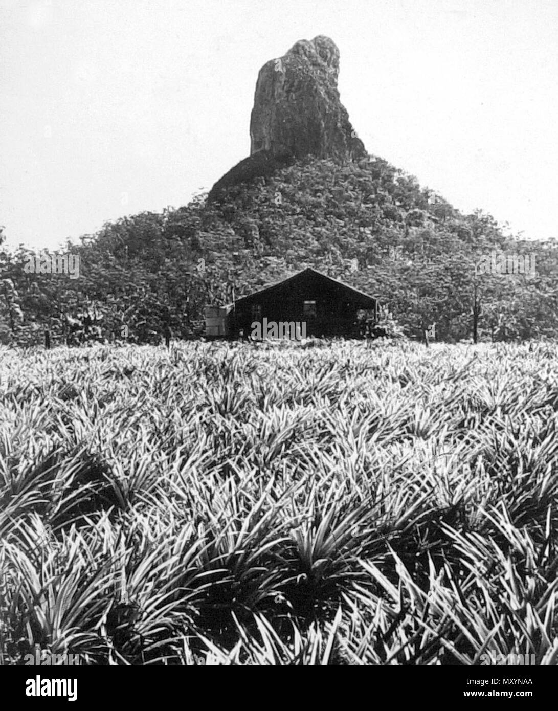 Mt Coonowrin (Crookneck), Glass House Mountains, c 1934. Diese Berge liegen, aber ein wenig landeinwärts, und nicht weit von einander: Sie sind bemerkenswert für die Einzahl von ihrer Höhe sehr ähnelt einem Glas Haus, und aus diesem Grund habe ich nannte sie das Glas Häuser: Die Nördlichste der drei ist das höchste und größte; es gibt noch einige andere, die ihren Höhepunkt Hügel landeinwärts zu den nordwärts, aber sie sind bei Weitem nicht so bemerkenswert… Captain Cook, 1770 Stockfoto