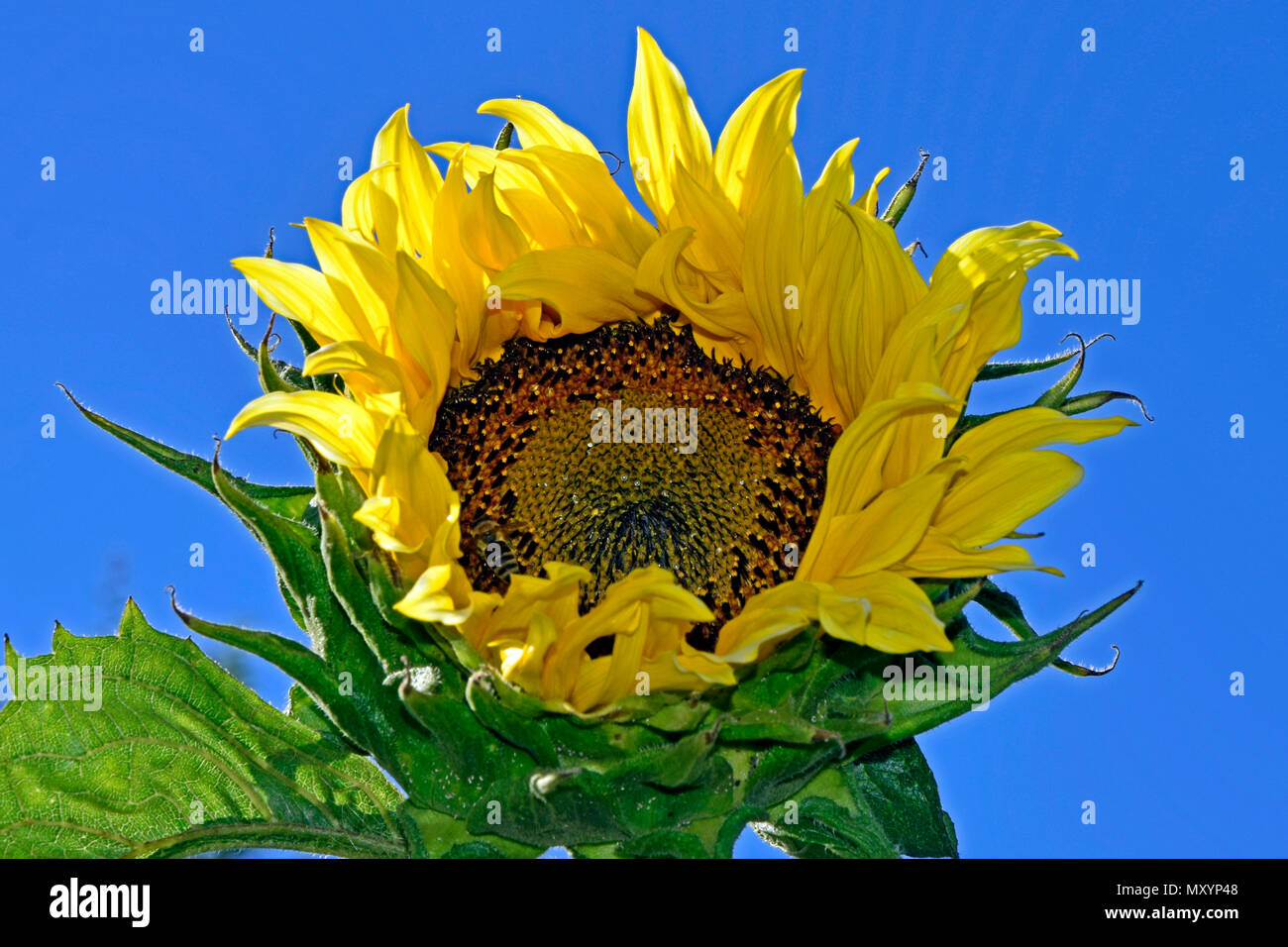 Die Blume der Sonne, Nahaufnahme mit klarem, blauem Himmel Hintergrund Stockfoto