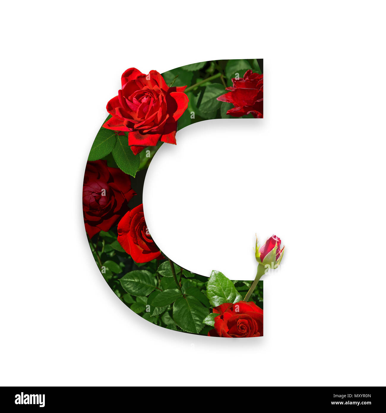 Buchstabe C des Alphabets mit roten Rosen auf weißem Hintergrund Stockfoto