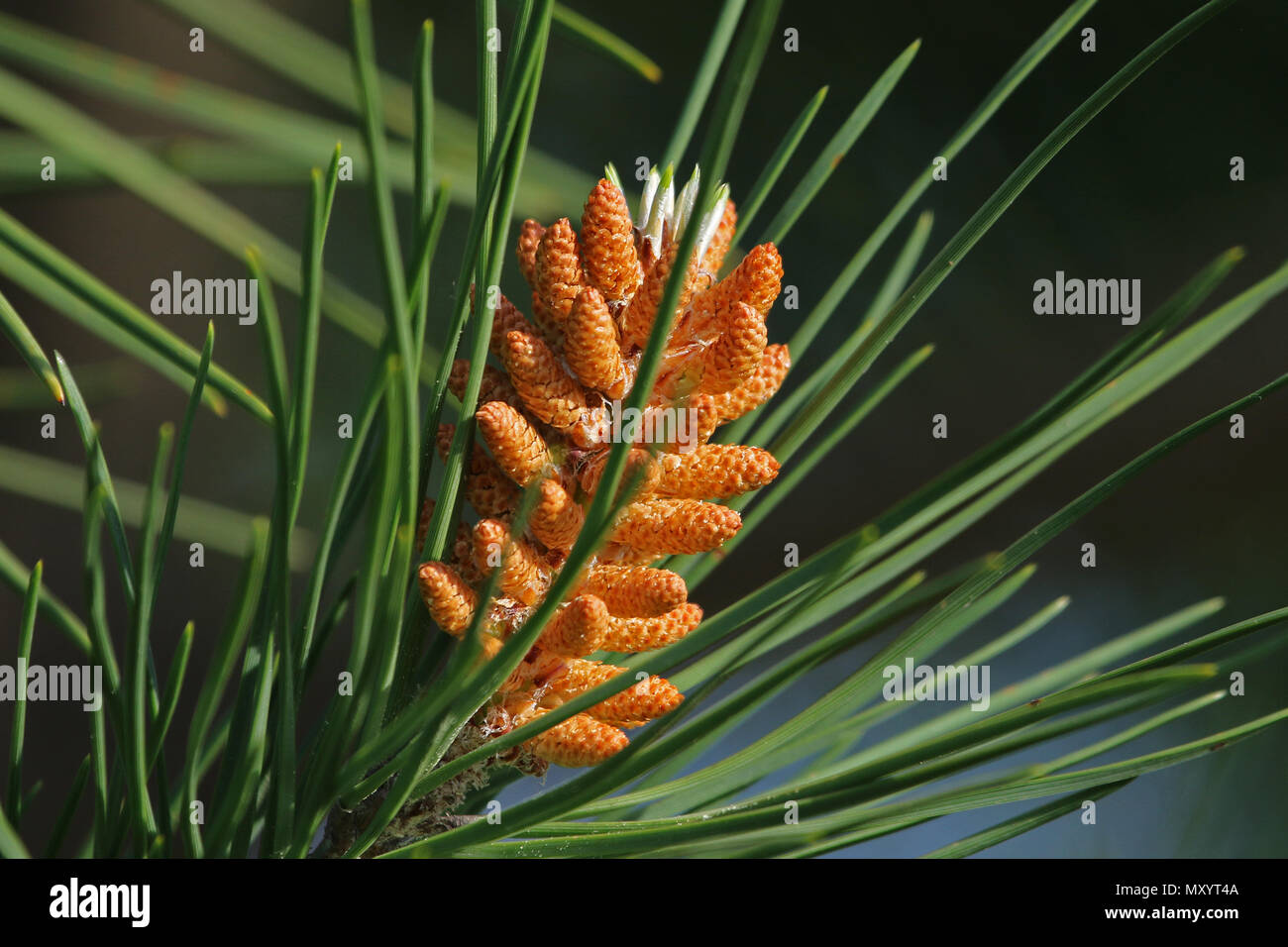 Mediterranen Kiefern blühen Blumen oder Latin Pinus pinea auch als Regenschirm, Sonnenschirm oder italienische Pinie nicht maritimen Kiefer pinus pinaster Stockfoto