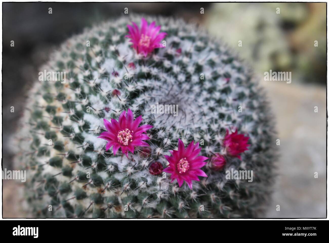 Kaktus mit rosa Blten Stockfotografie - Alamy
