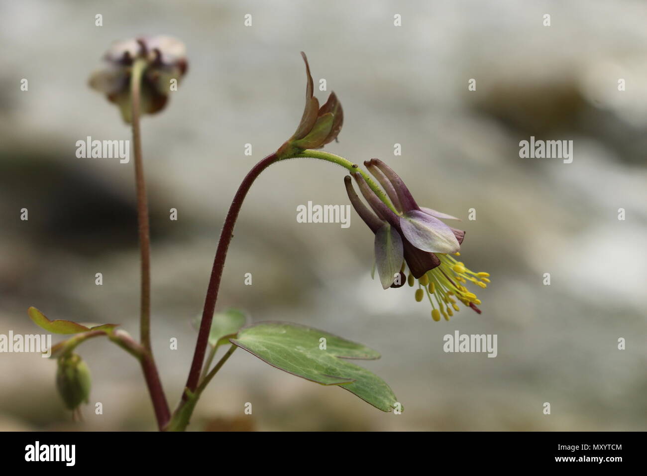 Blume von der Oma Motorhaube (Aquilegia galeata) Stockfoto