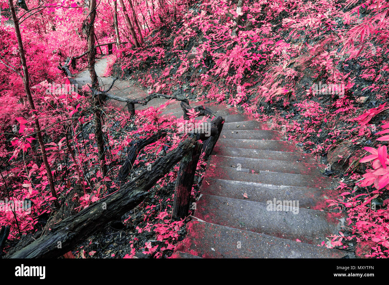 Fantasy pink Wald Stockfoto