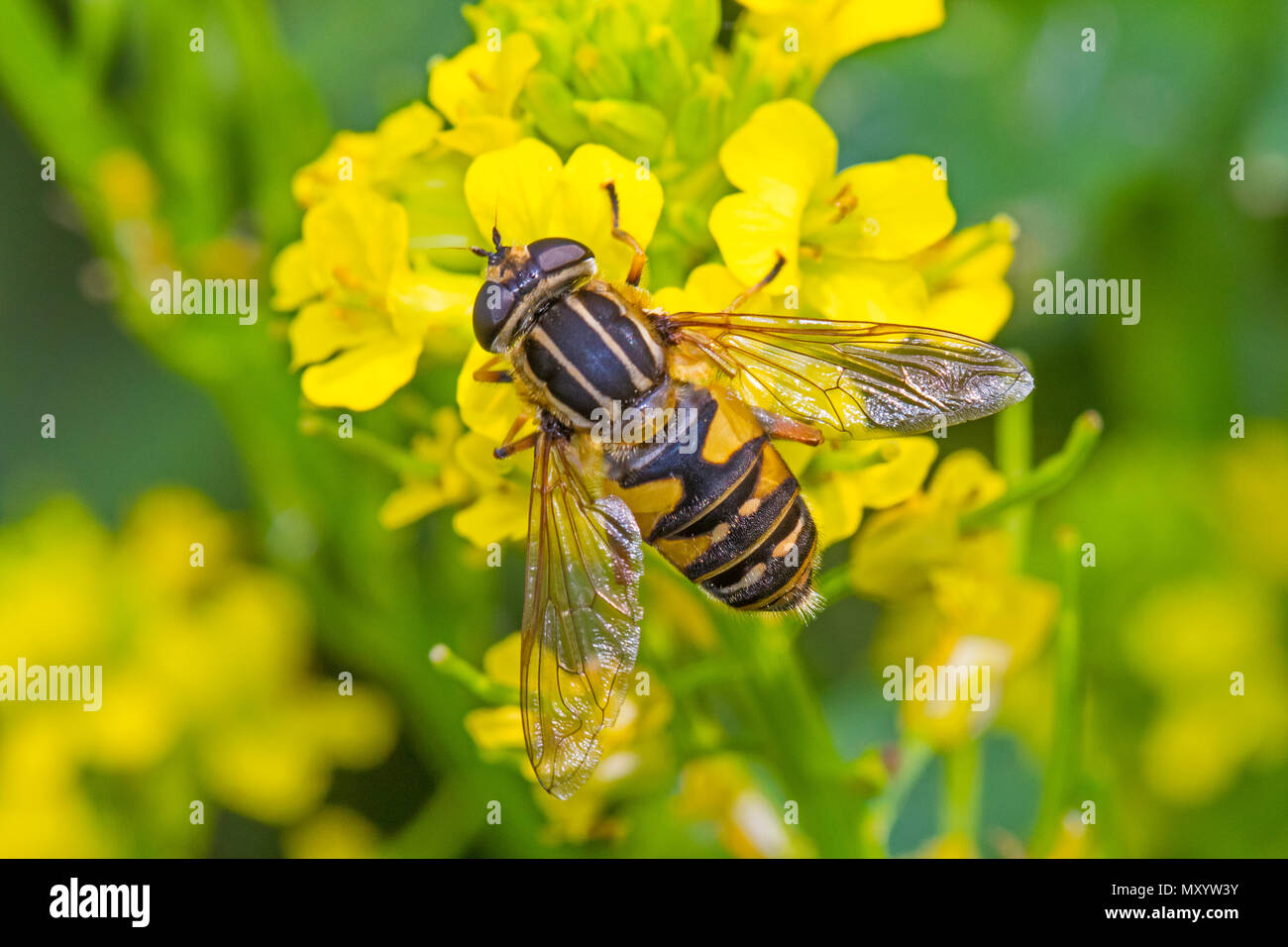 Sunfly Hoverfly (Helophilus pendulus) Fütterung mit Senf Stockfoto